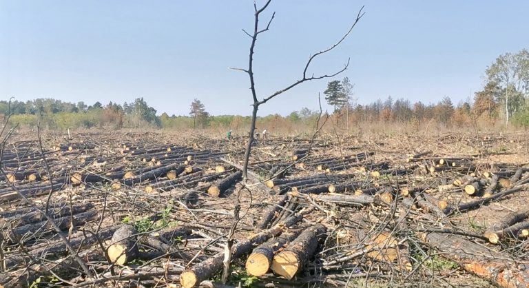 SKANDAL U SJENICI! Nezasita pohlepa porodice Rejhana Kurtovića – Afera nelegalne sječe šuma